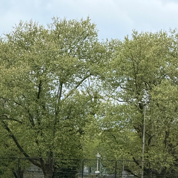 jhiliannnas